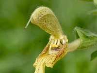 Salvia glutinosa 15, Saxifraga-Sonja Bouwman  1016. Kleverige salie - Salvia glutinosa - Lamiaceae familie (zw)