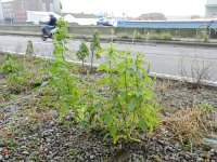 Salvia hispanica