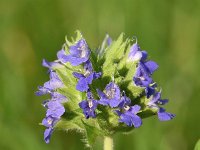 Salvia hispanica 10, Chia, Saxifraga-Sonja Bouwman  992. Chia - Salvia hispanica - Lamiaceae familie (zw)