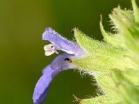 Salvia hispanica 11, Chia, Saxifraga-Sonja Bouwman  992. Chia - Salvia hispanica - Lamiaceae familie (zw)