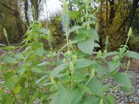 Salvia hispanica 2, Chia, Saxifraga-Rutger Barendse