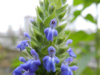 Salvia hispanica 5, Chia, Saxifraga-Rutger Barendse