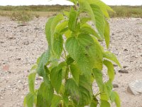 Salvia hispanica 9, Saxifraga-Ed Stikvoort