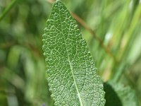 Salvia nemorosa 1, Bossalie, Saxifraga-Sonja Bouwman  885. Bossalie - Salvia nemorosa - Lamiaceae familie (zw)