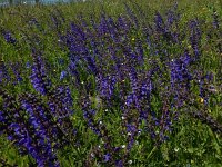 Salvia pratensis 61, Veldsalie, Saxifraga-Peter Meininger