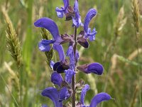 Salvia pratensis 62, Veldsalie, Saxifraga-Willem van Kruijsbergen