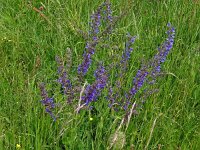 Salvia pratensis 68, Veldsalie, Saxifraga-Hans Grotenhuis