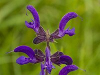 Salvia pratensis 68, Veldsalie, Saxifraga-Jan Nijendijk