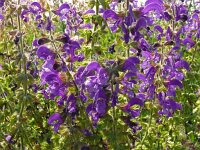 Salvia pratensis 69, Veldsalie, Saxifraga-Hans Grotenhuis