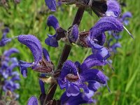Salvia pratensis 70, Veldsalie, Saxifraga-Hans Grotenhuis
