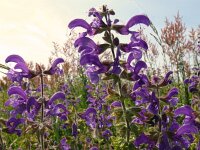 Salvia pratensis 71, Veldsalie, Saxifraga-Hans Grotenhuis