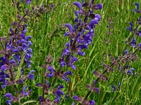 Salvia pratensis 72, Veldsalie, Saxifraga-Hans Grotenhuis