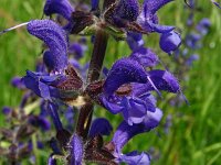 Salvia pratensis 73, Veldsalie, Saxifraga-Hans Grotenhuis