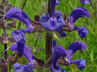 Salvia pratensis 74, Veldsalie, Saxifraga-Hans Grotenhuis
