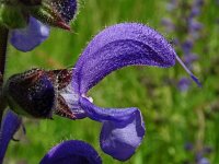 Salvia pratensis 75, Veldsalie, Saxifraga-Hans Grotenhuis