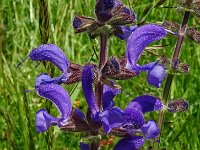 Salvia pratensis 76 Veldsalie, Saxifraga-Hans Grotenhuis