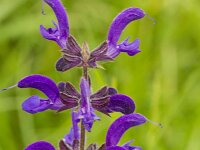 Salvia pratensis 77, Veldsalie, Saxifraga-Hans Grotenhuis