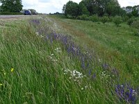 Salvia pratensis 78, Veldsalie, Saxifraga-Hans Grotenhuis