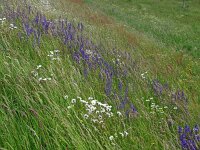 Salvia pratensis 79, Veldsalie, Saxifraga-Hans Grotenhuis
