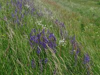 Salvia pratensis 80, Veldsalie, Saxifraga-Hans Grotenhuis