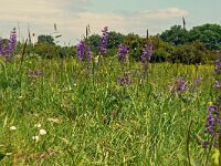 Salvia pratensis 81, Veldsalie, Saxifraga-Hans Grotenhuis