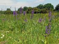 Salvia pratensis 82, Veldsalie, Saxifraga-Hans Grotenhuis