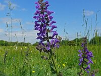 Salvia pratensis 83, Veldsalie, Saxifraga-Hans Grotenhuis