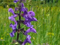 Salvia pratensis 84, Veldsalie, Saxifraga-Hans Grotenhuis