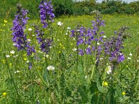 Salvia pratensis 85, Veldsalie, Saxifraga-Hans Grotenhuis