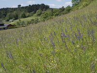 Salvia pratensis 86, Veldsalie, Saxifraga-Willem van Kruijsbergen