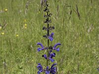 Salvia pratensis 87, Veldsalie, Saxifraga-Willem van Kruijsbergen