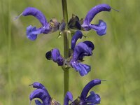 Salvia pratensis 88, Veldsalie, Saxifraga-Willem van Kruijsbergen