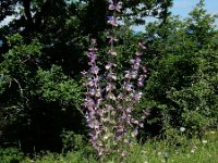 Salvia sclarea 12, Saxifraga-Ed Stikvoort