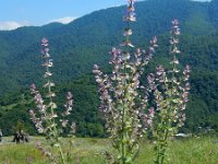 Salvia sclarea 13, Saxifraga-Ed Stikvoort