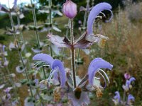 Salvia sclarea 9, Saxifraga-Ed Stikvoort