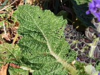 Salvia sclareoides 6, Saxifraga-Sonja Bouwman  Salvia sclareoides - Lamiaceae familie