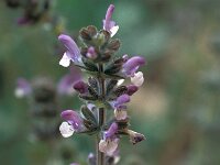 Salvia verbenaca 37, Kleinbloemige salie, Saxifraga-Jan van der Straaten