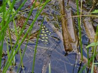 Salvinia natans, Floating Watermoss