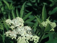 Sambucus ebulus 14, Kruidvlier, Saxifraga-Jan van der Straaten