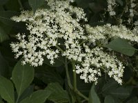 Sambucus nigra 50, Gewone vlier, Saxifraga-Willem van Kruijsbergen