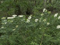 Sambucus nigra 52, Gewone vlier, Saxifraga-Willem van Kruijsbergen