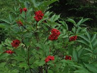 Sambucus racemosa 39, Trosvlier, Saxifraga-Harry Jans