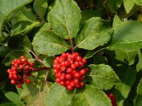 Sambucus racemosa 40, Trosvlier, Saxifraga-Ed Stikvoort