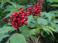 Sambucus racemosa 42, Trosvlier, Saxifraga-Ed Stikvoort