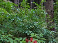 Sambucus racemosa 45, Trosvlier, Saxifraga-Ed Stikvoort