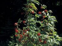 Sambucus racemosa 47, Trosvlier, Saxifraga-Jan van der Straaten