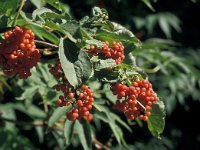 Sambucus racemosa 48, Trosvlier, Saxifraga-Jan van der Straaten