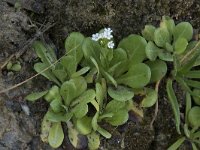 Samolus valerandi 22, Waterpunge, Saxifraga-Willem van Kruijsbergen