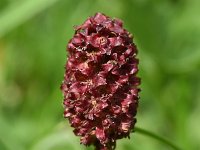 Sanguisorba officinalis 48, Grote pimpernel, Saxifraga-Sonja Bouwman  796. Grote pimpernel - Sanguisorba officinalis - Rosaceae familie (i) Loetbos (Berkenwoude)