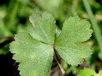 Sanicula epipactis 2, Saxifraga-Sonja Bouwman  Hacquetia - Sanicula epipactis - Apiaceae familie